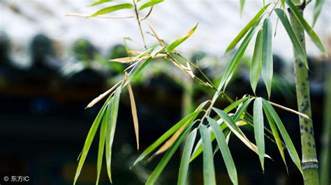 米竹风水|米竹在家里的风水寓意